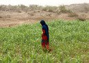 آزادسازی مناطق حجه و صعده از سوی ارتش یمن