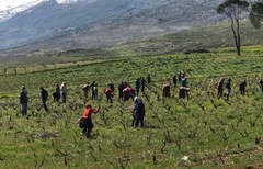 Lebanon’s Syrian refugees hope to return home