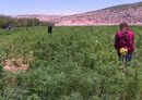 الأردنيون ينددون بتجارة حزب الله للمخدرات
