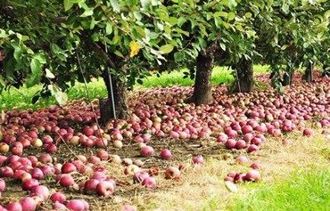 Syria war continues to cripple Lebanon's apple growing industry