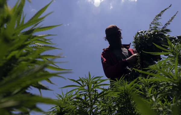 A worker cultivates plants at a cannabis plantation in the village of Yammouneh in Lebanon's eastern Bekaa Valley on July 23rd, 2018. [Joseph Eid/AFP]