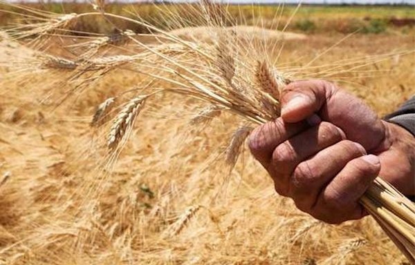 ادعى النظام السوري أنه يوسع مناطق زراعة القمح، ولكن يقول مراقبون إن هذا الجهد لن يحل أزمة نقص القمح المتفاقمة في سوريا. [سانا]