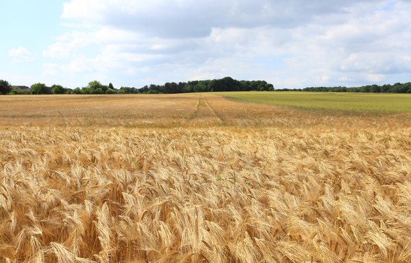 سربازان روسی که غلات اوکراین را به سرقت می‌برند، کشورهای در حال توسعه را به دست قحطی خواهند سپرد. [پکسلز]