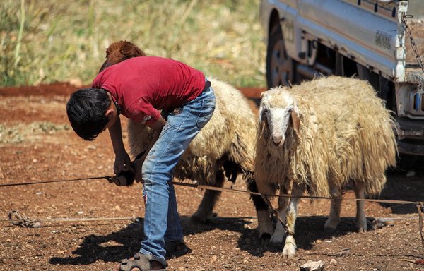هم‌زمان با آماده شدن مسلمانان برای عید قربان، یک پسر سوری در روز ۱۰ تیر ۱۴۰۱ در یک بازار فروش احشام در نزدیکی شهر معره مصرین در استان ادلب، یک گوسفند را می‌بندد. [عبدالعزیز کتاز/ خبرگزاری فرانسه]