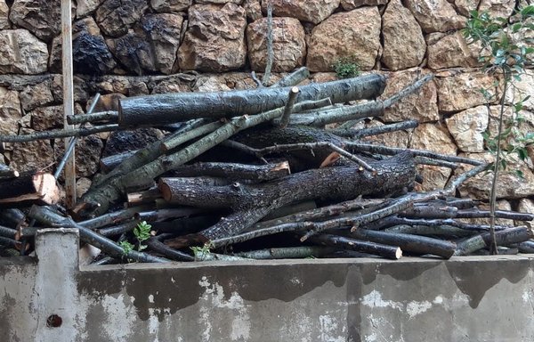 لمواجهة الشتاء القارس في الجبال، عاد المواطنون والمزارعون إلى أراضيهم وبساتينهم في مزرعة يشوع لتقليم الشجر وجمع الأغصان لاستخدامها كحطب للتدفئة. [نهاد طوباليان/المشارق]