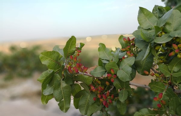 The Syrian regime has confiscated agricultural land in Khan Sheikhun and other parts of Idlib province to profit from their pistachio and olive harvest. [Othman al-Khani]