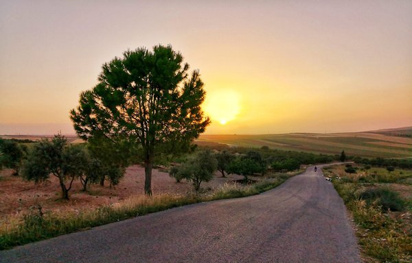 Khan Sheikhun in Syria's Idlib province is known for its olive and pistachio orchards. The regime has confiscated the land of some displaced landowners, putting it up for public auction. [Othman al-Khani]