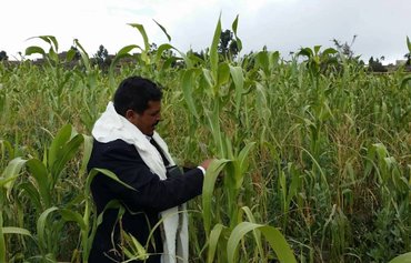 اعتراض کشاورزان یمنی نسبت به تصمیم حوثیها برای منع فروش خوراک دام