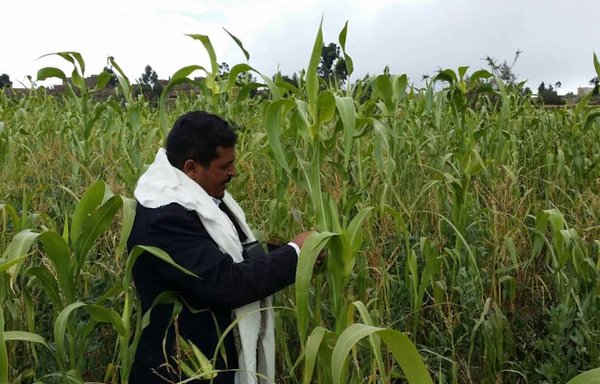 وضاح مرشد، از کشاورزان منطقه، بخشی از محصول ذرت مزرعۀ خود را به‌عنوان خوراک دام مصرف می‌کند. [هیثم محمد/المشارق]
