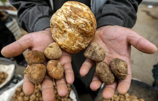 A merchant presents desert truffles at a market stall in Hama on March 6. Syrians have continued to gather the desert delicacy despite warnings that many areas are not safe. [Louai Beshara/AFP]