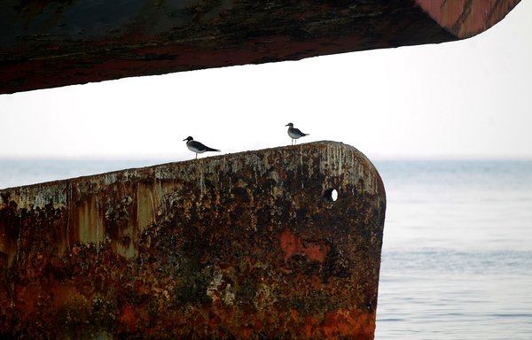 صورة التقطت في 15 تموز/يوليو تظهر طيورا على عارضة ناقلة النفط إف إس أو صافر التي ترفع علم اليمن والمحاصرة في البحر الأحمر قبالة سواحل الحديدة. [محمد حويس/وكالة الصحافة الفرنسية]